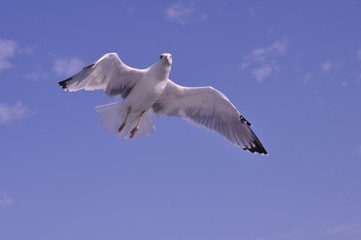 The beautiful bird European herring gull (Larus argentatus) in the natural environment