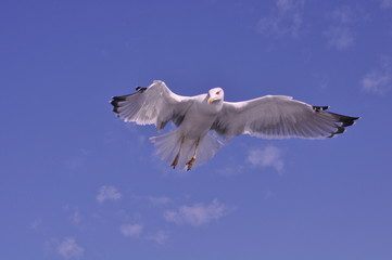 The beautiful bird European herring gull (Larus argentatus) in the natural environment
