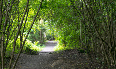 Obraz premium beautiful and green park on the shore of the lake, big and small trees