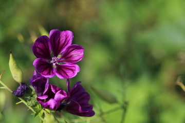 Fototapeta premium Lila Blüte 2