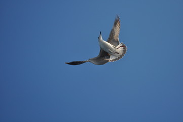 The beautiful bird European herring gull (Larus argentatus) in the natural environment
