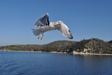 The beautiful bird European herring gull (Larus argentatus) in the natural environment