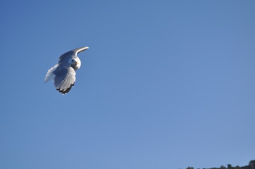 The beautiful bird European herring gull (Larus argentatus) in the natural environment