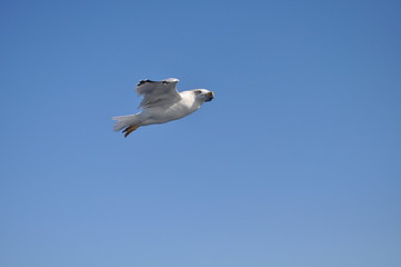 The beautiful bird European herring gull (Larus argentatus) in the natural environment