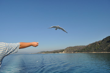 The beautiful bird European herring gull (Larus argentatus) in the natural environment