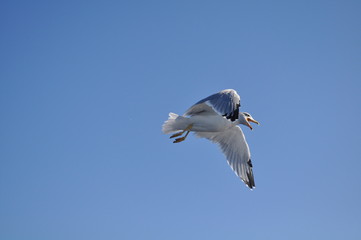 The beautiful bird European herring gull (Larus argentatus) in the natural environment