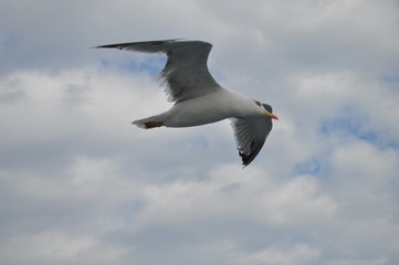 The beautiful bird European herring gull (Larus argentatus) in the natural environment