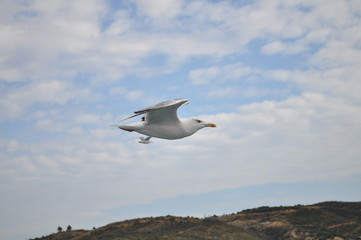 The beautiful bird European herring gull (Larus argentatus) in the natural environment