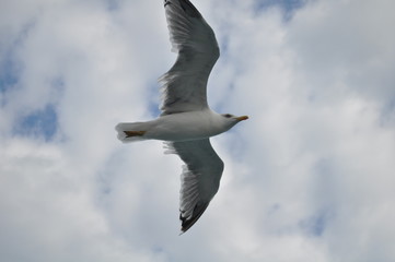 The beautiful bird European herring gull (Larus argentatus) in the natural environment