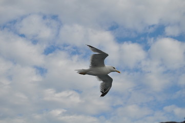 The beautiful bird European herring gull (Larus argentatus) in the natural environment
