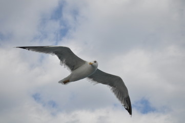 The beautiful bird European herring gull (Larus argentatus) in the natural environment