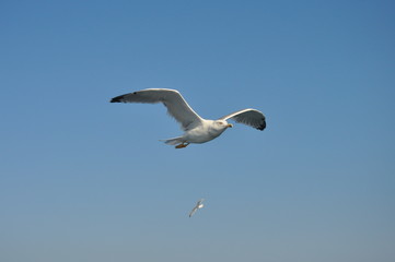 The beautiful bird European herring gull (Larus argentatus) in the natural environment