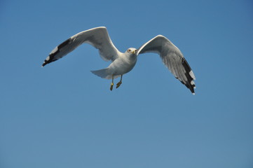 The beautiful bird European herring gull (Larus argentatus) in the natural environment