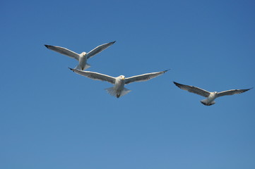 The beautiful bird European herring gull (Larus argentatus) in the natural environment