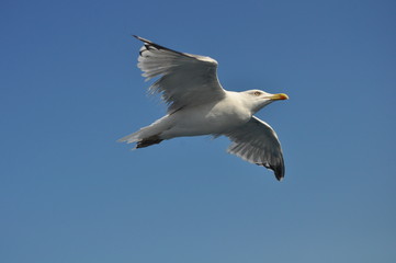 Fototapeta na wymiar The beautiful bird European herring gull (Larus argentatus) in the natural environment