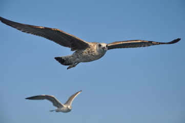 The beautiful bird European herring gull (Larus argentatus) in the natural environment