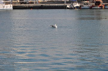 The beautiful bird European herring gull (Larus argentatus) in the natural environment