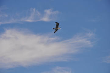 The beautiful bird European herring gull (Larus argentatus) in the natural environment