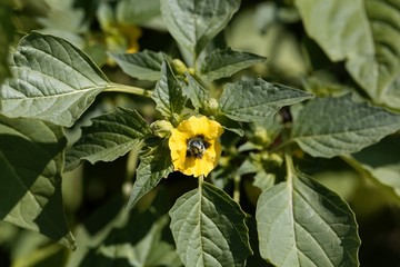 Flower of a Tomatillo, Physalis philadelphica