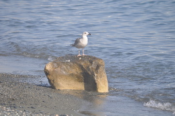 The beautiful bird European herring gull (Larus argentatus) in the natural environment