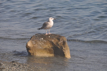 The beautiful bird European herring gull (Larus argentatus) in the natural environment