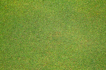 Close up grass fields green