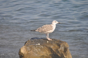 The beautiful bird European herring gull (Larus argentatus) in the natural environment