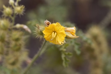 Flower of a buffalobur nightshade, Solanum rostratum