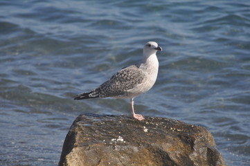 The beautiful bird European herring gull (Larus argentatus) in the natural environment