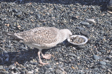 The beautiful bird European herring gull (Larus argentatus) in the natural environment