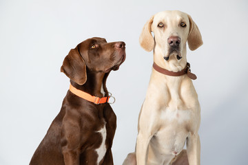Two Weimaraners sitting in the studio with white background- two dogs