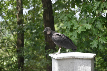 Black Vulture Standing on Post in Woods