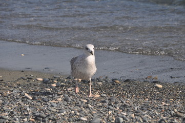 The beautiful bird European herring gull (Larus argentatus) in the natural environment