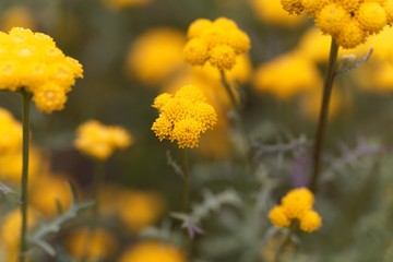 Flower of Lonas annua
