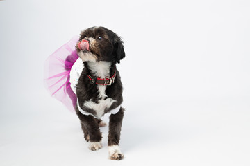 Obraz premium Little dog walking while sticking out his tongue with a tutu on a white background-