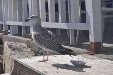 The beautiful bird European herring gull (Larus argentatus) in the natural environment