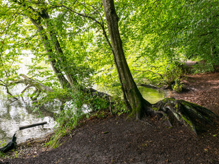 a tree with branches branching into the calm lake water, an unspeakable sky