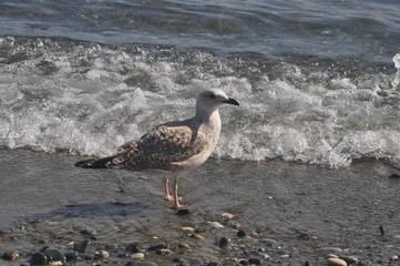 The beautiful bird European herring gull (Larus argentatus) in the natural environment