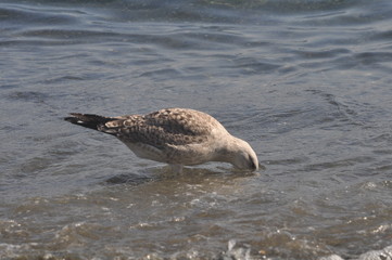 The beautiful bird European herring gull (Larus argentatus) in the natural environment