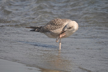 The beautiful bird European herring gull (Larus argentatus) in the natural environment