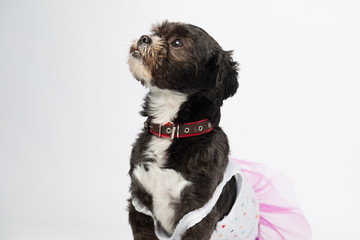 Cute little dog sitting looking up- dog without breed