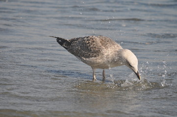 The beautiful bird European herring gull (Larus argentatus) in the natural environment