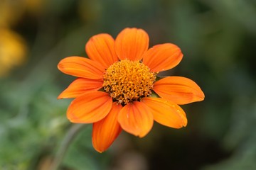 Flower of a Mexican sunflower, Tithonia rotundifolia