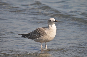 The beautiful bird European herring gull (Larus argentatus) in the natural environment