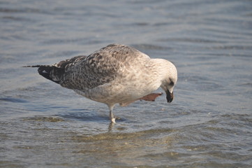 The beautiful bird European herring gull (Larus argentatus) in the natural environment