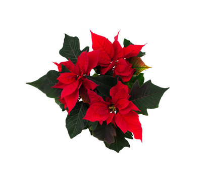 Christmas star or euphorbia, traditional christmas plant. Bright red and green colors. Top view.