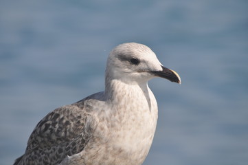 The beautiful bird European herring gull (Larus argentatus) in the natural environment