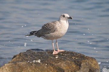 The beautiful bird European herring gull (Larus argentatus) in the natural environment