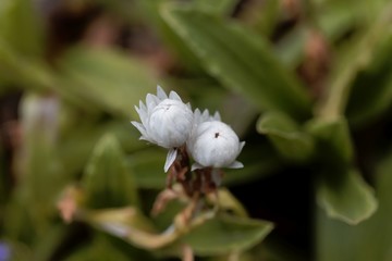 Flower of the straw flower helichrysum bellum