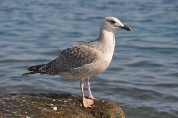 The beautiful bird European herring gull (Larus argentatus) in the natural environment